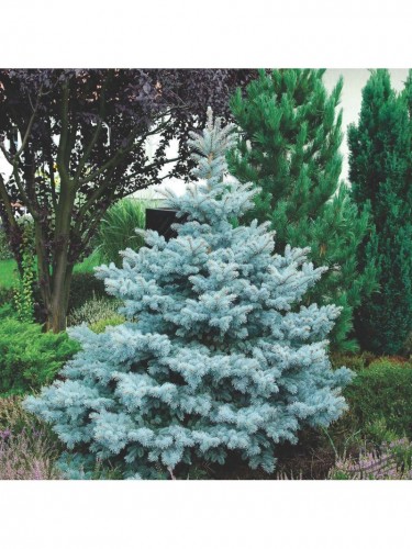 Abete Blu Argentato "Picea...