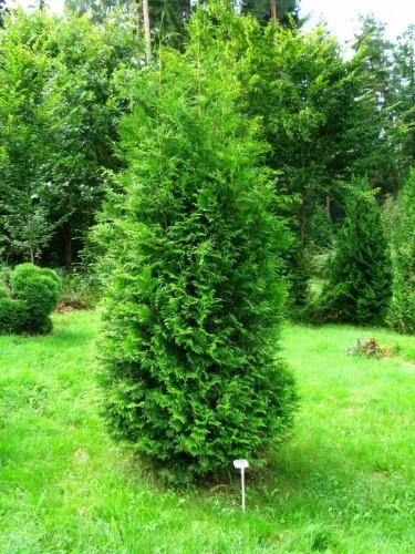 Tuia "Thuja occidentalis...