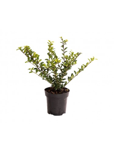 Agrifoglio giapponese "Ilex...