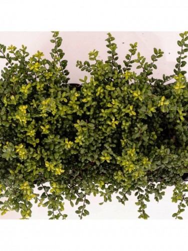 Agrifoglio giapponese "Ilex...