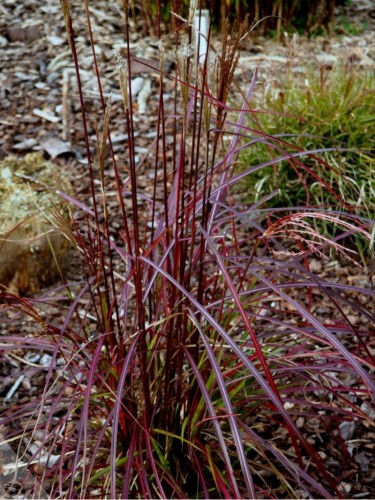 Miscanto "Miscanthus...