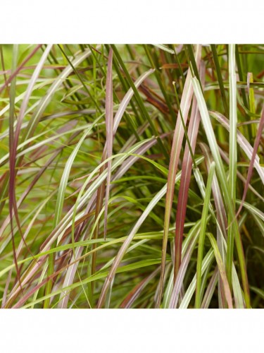 Miscanto "Miscanthus...