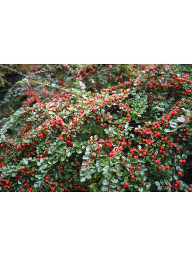 Cotognastro "Cotoneaster...