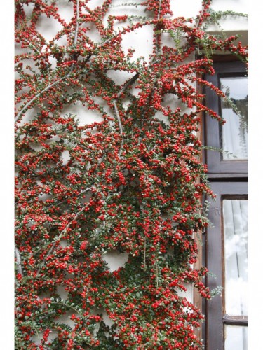 Cotognastro "Cotoneaster...