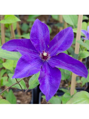 Clematide viola "Clematis...