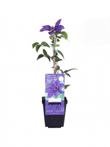 Clematide viola "Clematis...