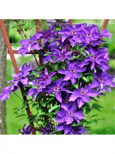 Clematide viola "Clematis...