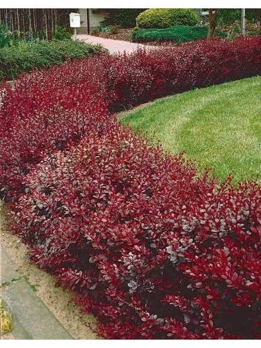 Berberis thunbergii...