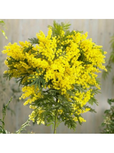 Mimosa "Acacia dealbata"...