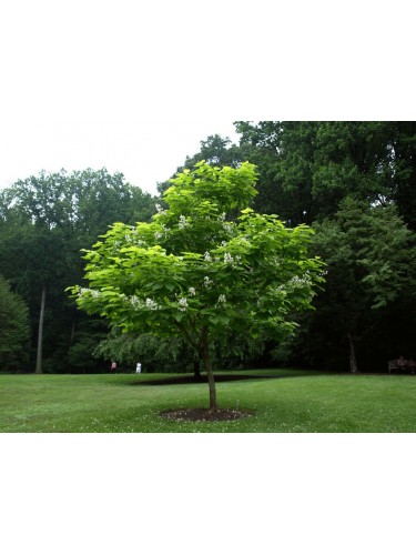 Catalpa bignonioides...