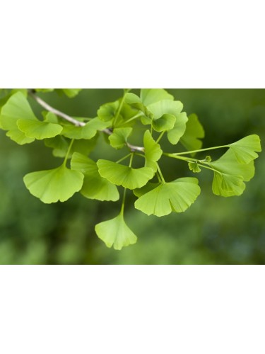 Ginkgo biloba pianta in...