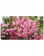 Oleandro "Nerium oleander"...