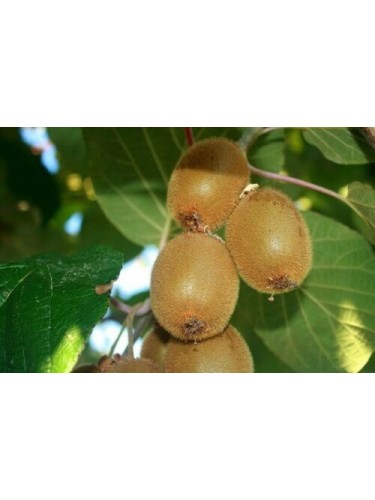 Kiwi "Actinidia chinensis"...