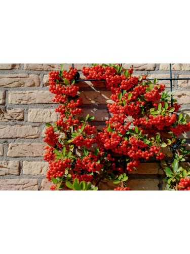 Piracanta rossa "Pyracantha...