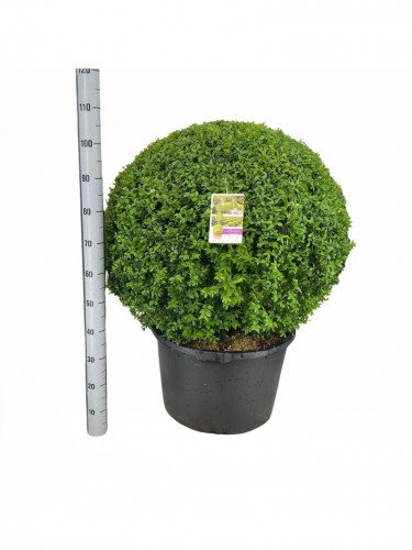 Bosso comune "Buxus...