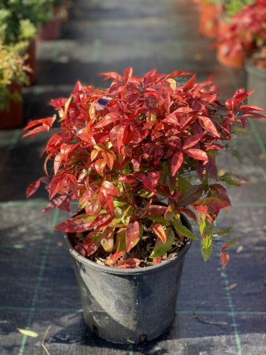 Nandina domestica Fire...