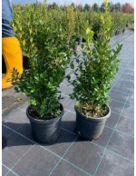 Bosso comune "Buxus...