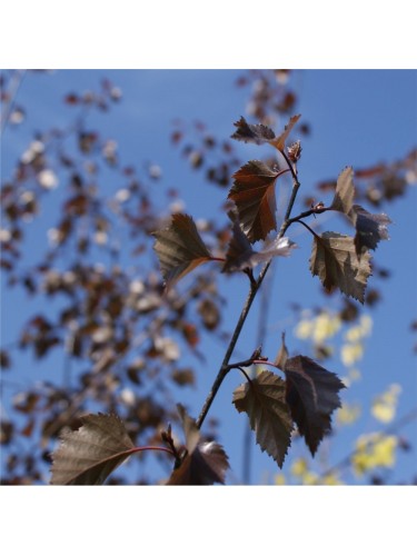 Betulla viola "Betula...