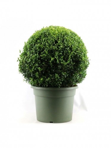 Bosso comune "Buxus...