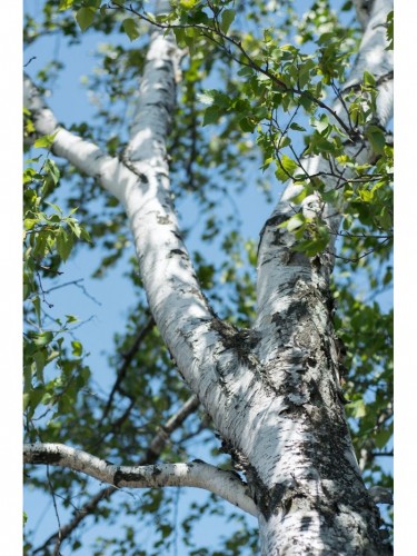 Betula Pendula Betulla...