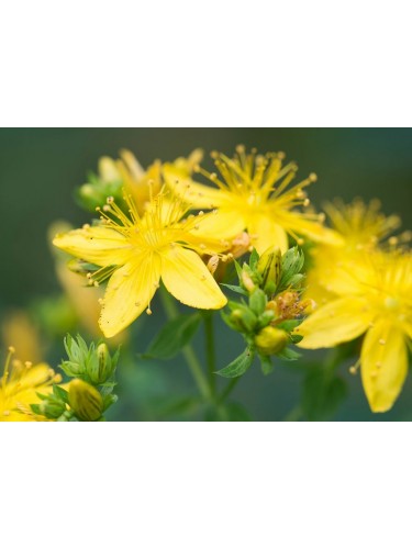 Iperico "Hypericum hidcote"...