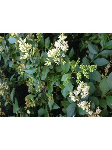 Ligustro sinense "Ligustrum...