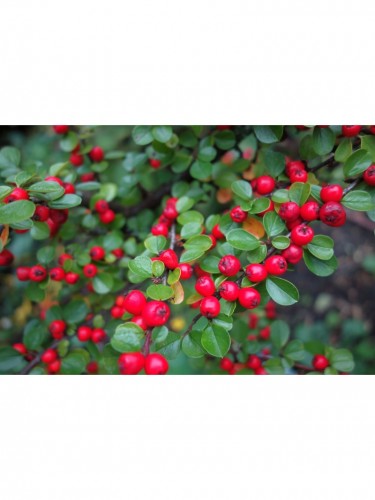 Cotognastro "Cotoneaster...