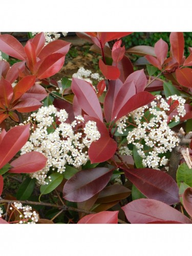 Fotinia "Photinia x fraseri...