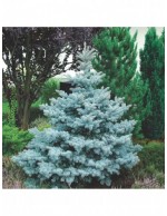 Abete Blu Argentato "Picea...