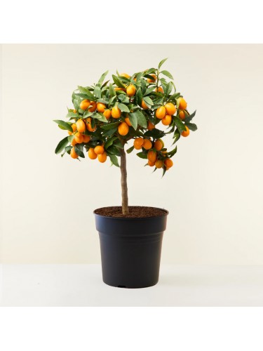 Kumquat "Fortunella...