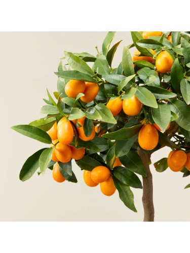 Kumquat "Fortunella...