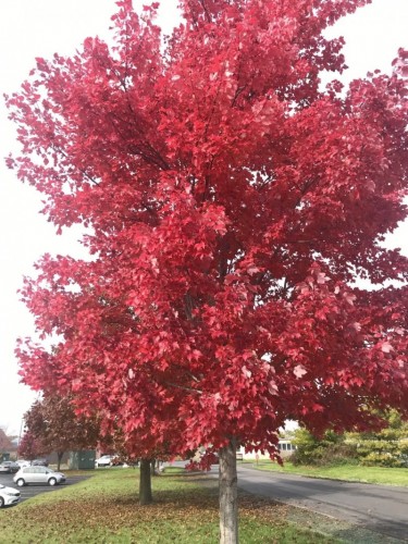 Acero Rosso "Acer rubrum"...