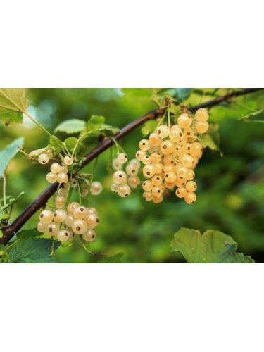 Ribes bianco "Ribes...