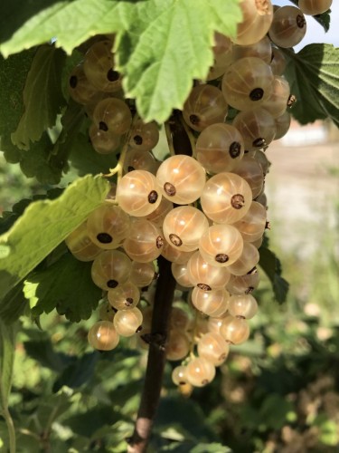 Ribes bianco "Ribes...