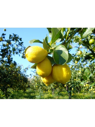 Cedro "Citrus medica"...