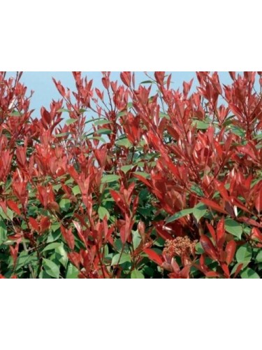 Photinia x Fraseri Red...