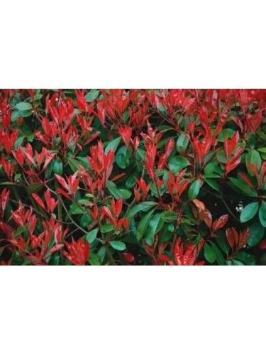 Photinia x Fraseri Red...