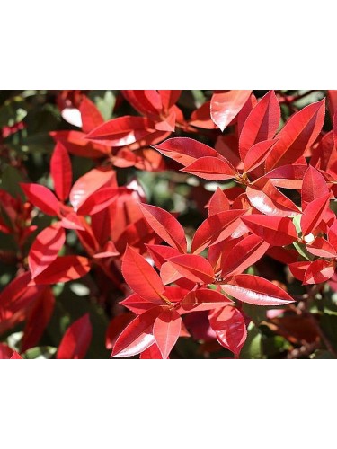 Fotinia "Photinia x fraseri...