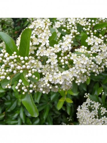 Piracanta rossa "Pyracantha...