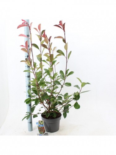 Fotinia "Photinia x fraseri...