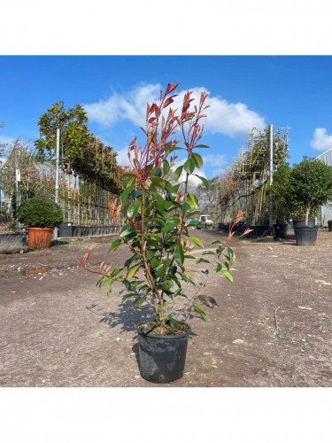 Fotinia "Photinia x fraseri...