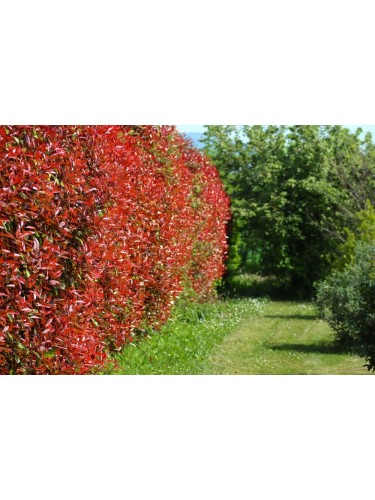 Fotinia "Photinia x fraseri...