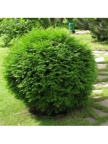 Thuja occidentalis "Tuia...