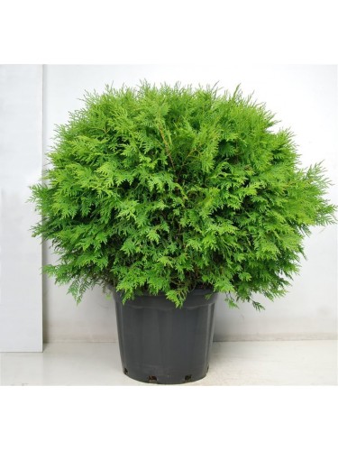 Thuja occidentalis "Tuia...