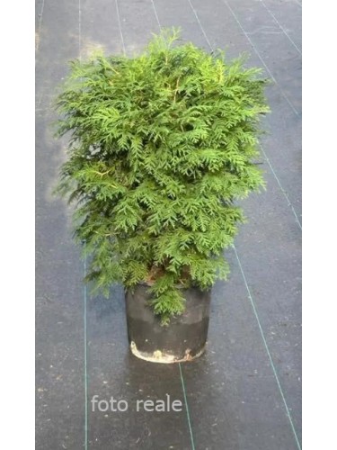 Thuja occidentalis "Tuia...