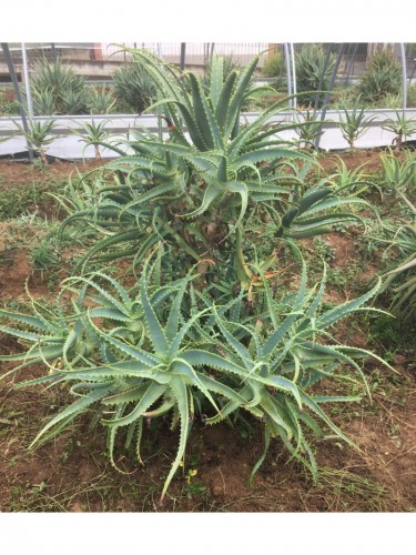 Aloe arborescens "Aloe...