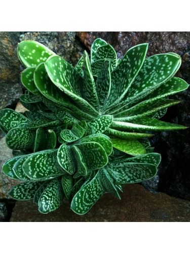 Gasteria verrucosa maculata...