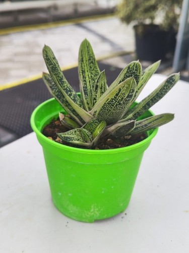 Gasteria verrucosa maculata...