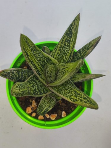 Gasteria verrucosa maculata...