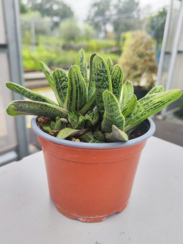 Gasteria verrucosa maculata...